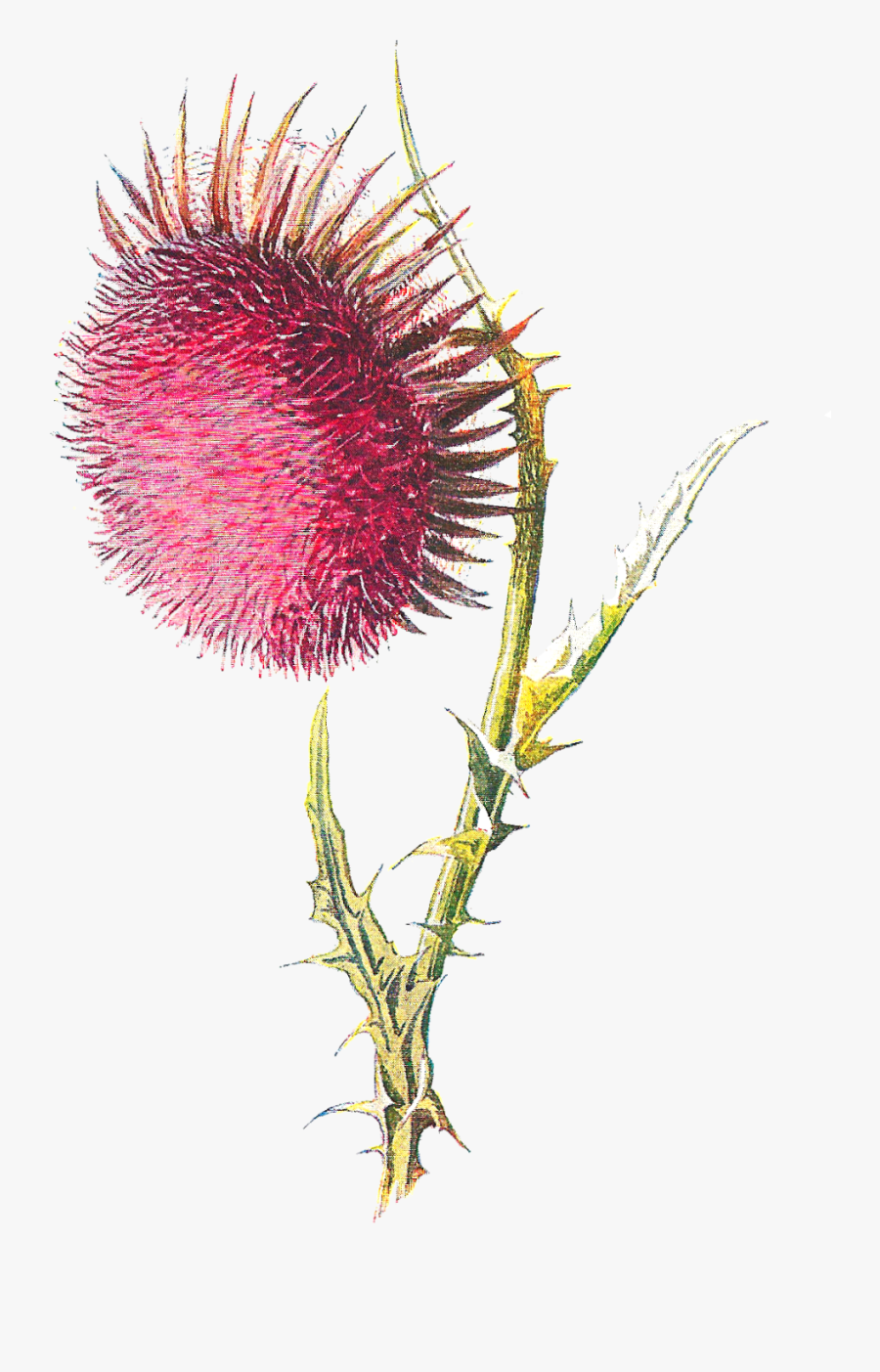 Thistle Clip Art, Transparent Clipart