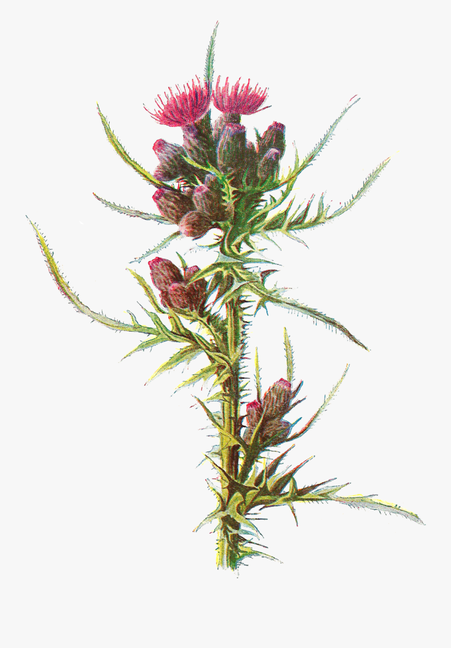Stock Flower Image - Milk Thistle Botanical Illustration, Transparent Clipart