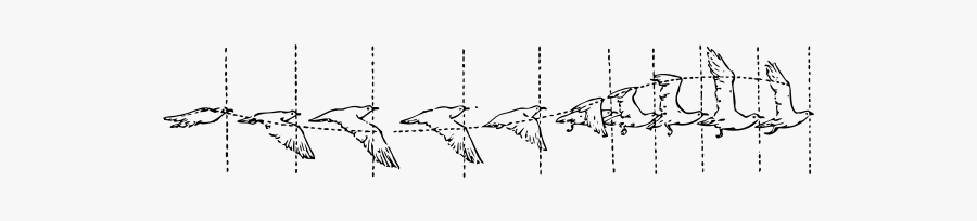 Clip Art Of Diagram Of A Bird In Flight - Flying Bird Animation Cycle, Transparent Clipart