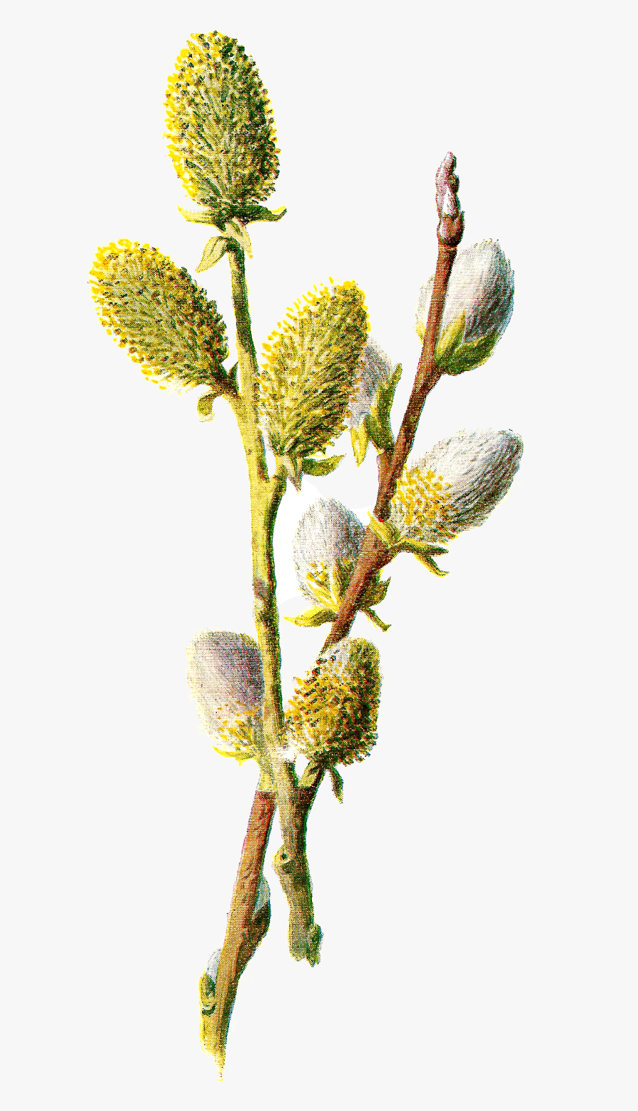 Stock Flower Image - Illustration, Transparent Clipart