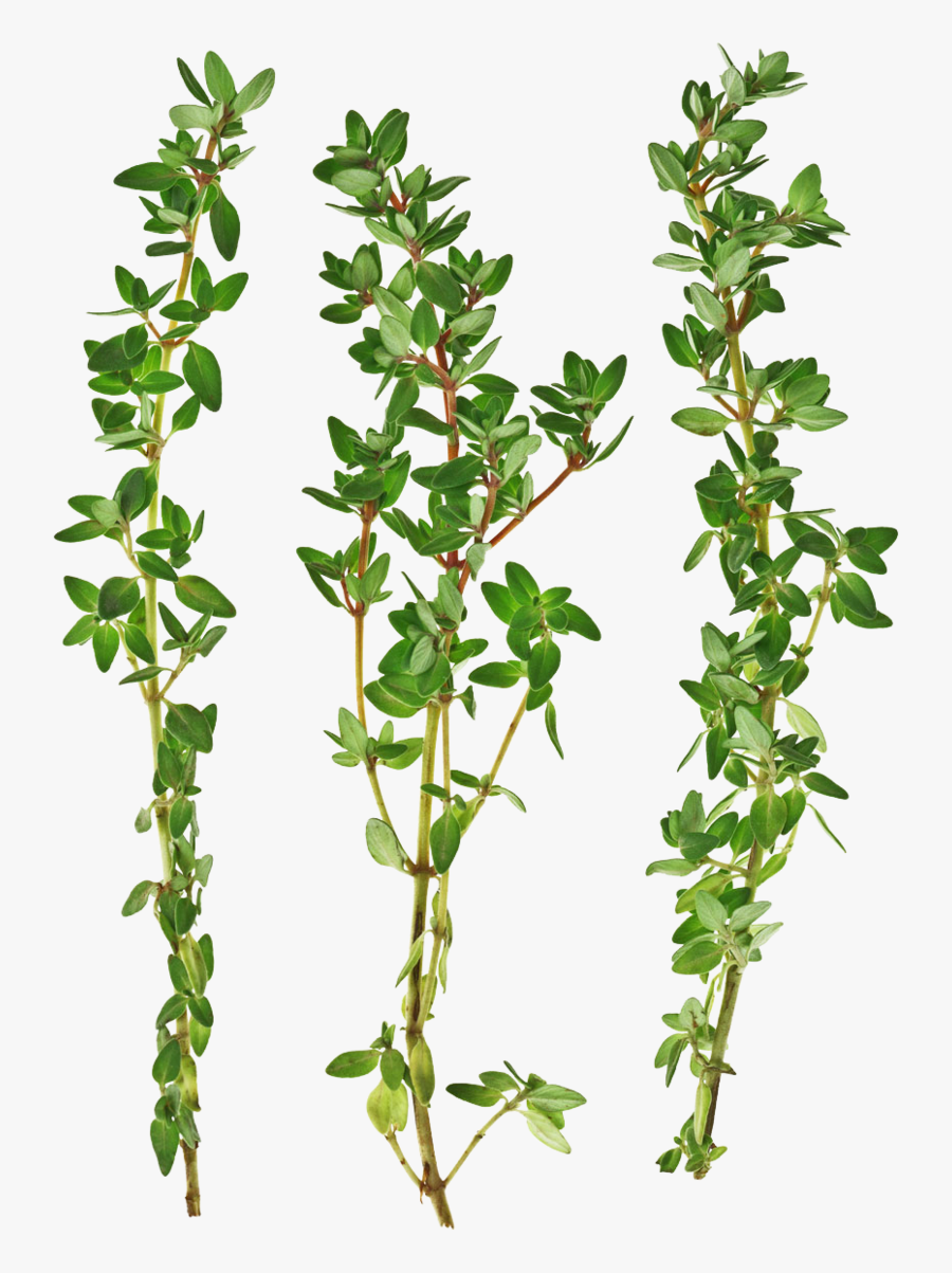 Thumb Image - Thyme Png, Transparent Clipart