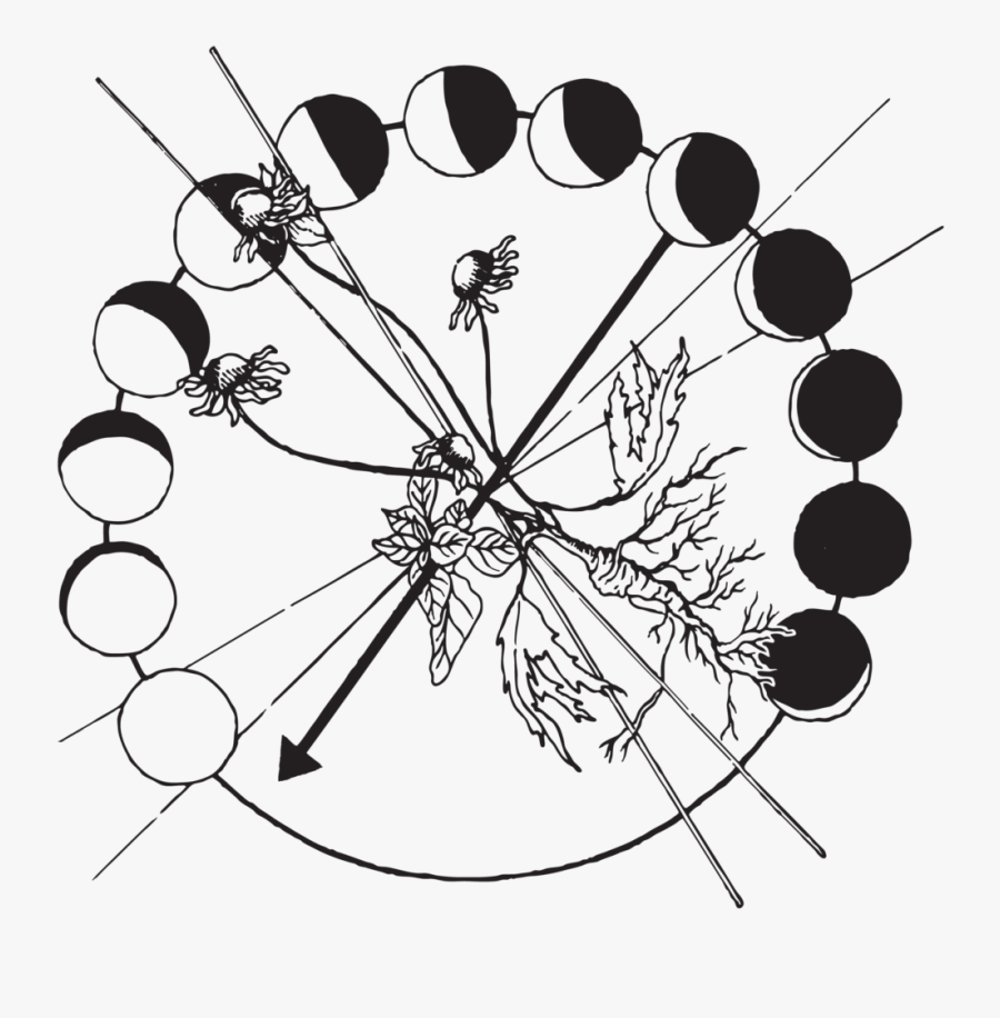 Thyme Herbal Medicine Wheel - Line Art, Transparent Clipart