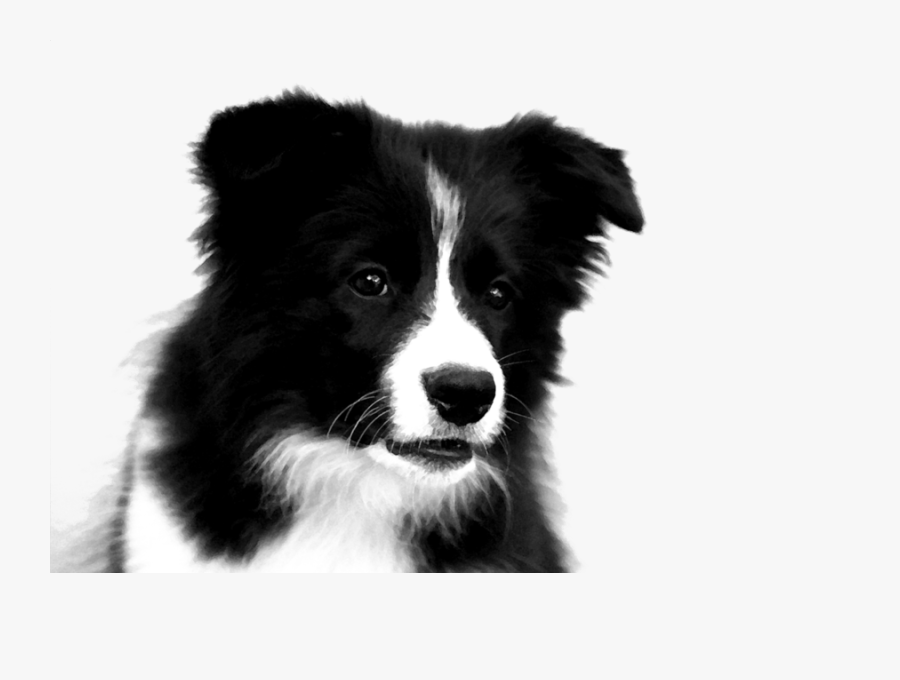 Collie Png Clipart Rough Collie Border Collie Puppy - Puppy Border Collie Drawing, Transparent Clipart