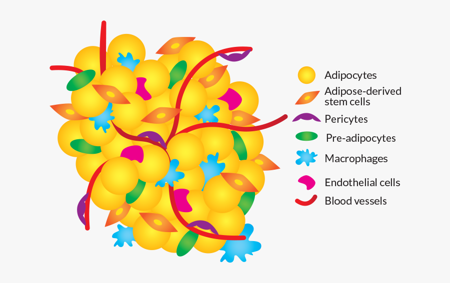 Fat Stem Cell, Transparent Clipart