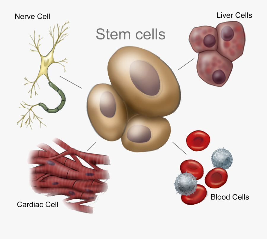 C7 Stemcellsnew Hires-1024x867 - Umbilical Cord Stem Cells, Transparent Clipart