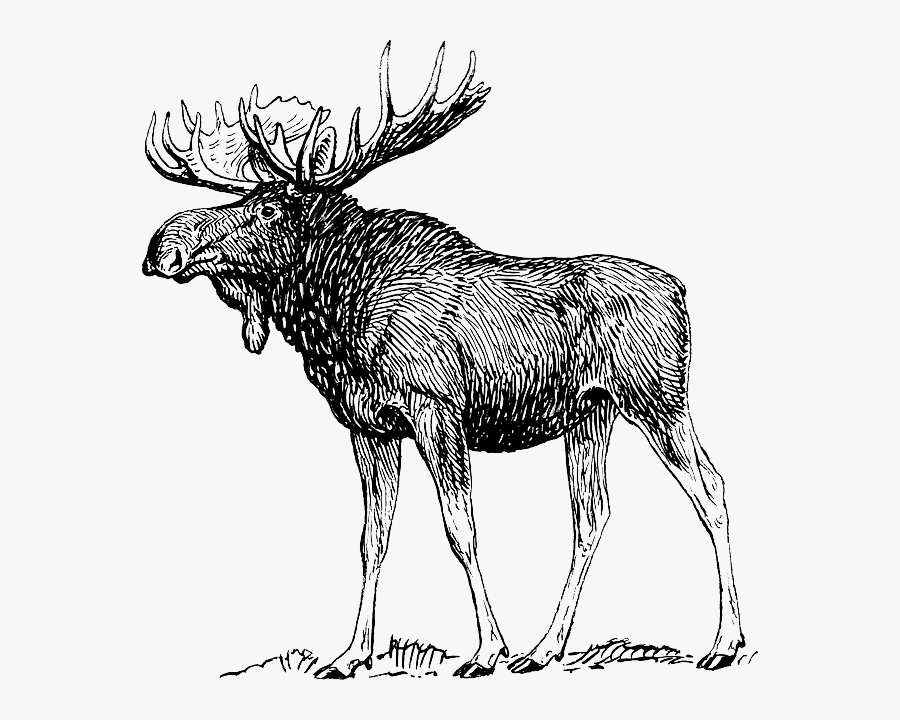 Moose Black And White, Transparent Clipart