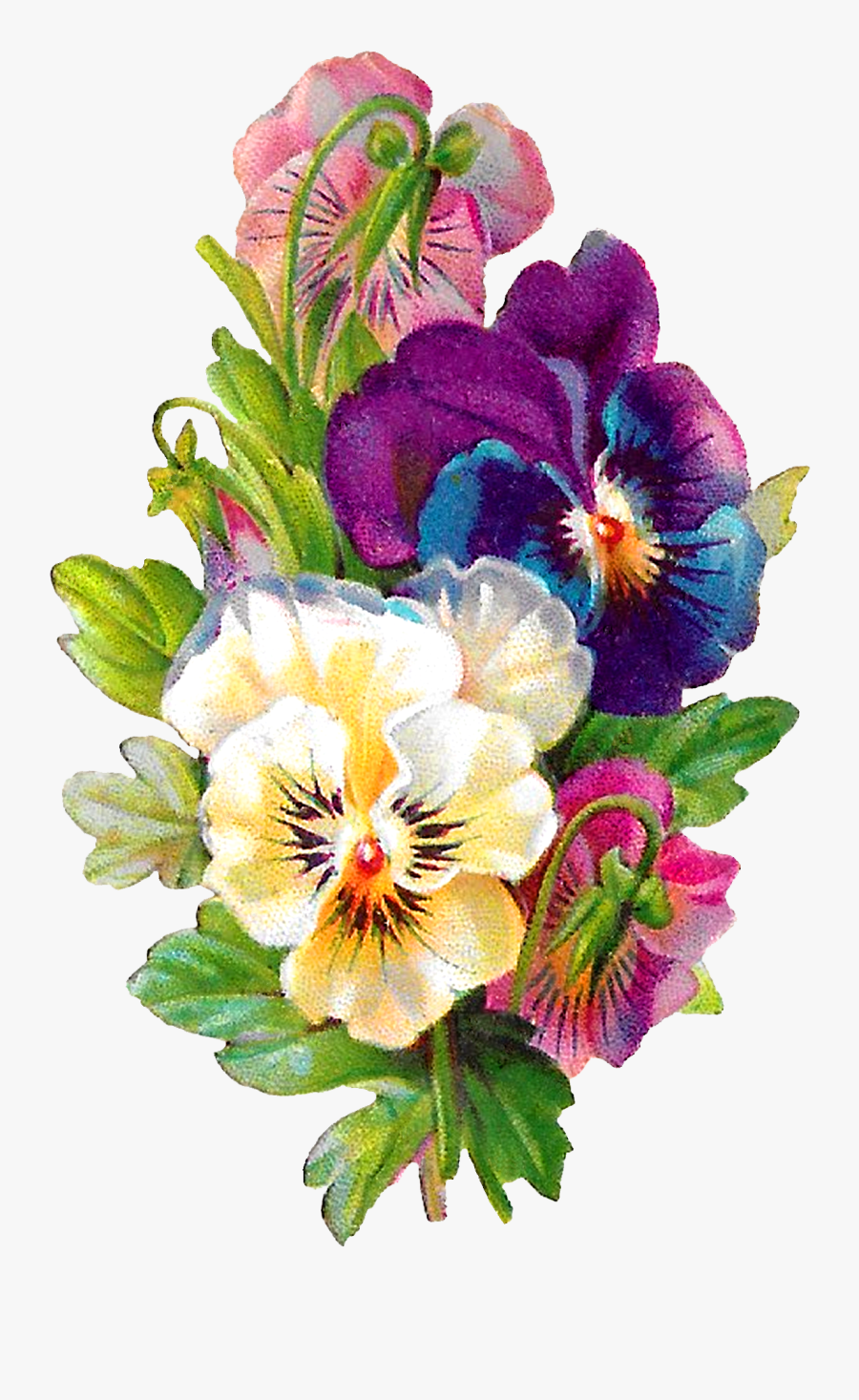 Botanical Art Pansy Botanical Illustration , Free Transparent Clipart ...