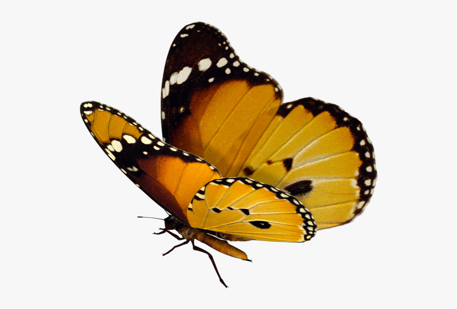 Real Transparent Background Butterfly Png, Transparent Clipart