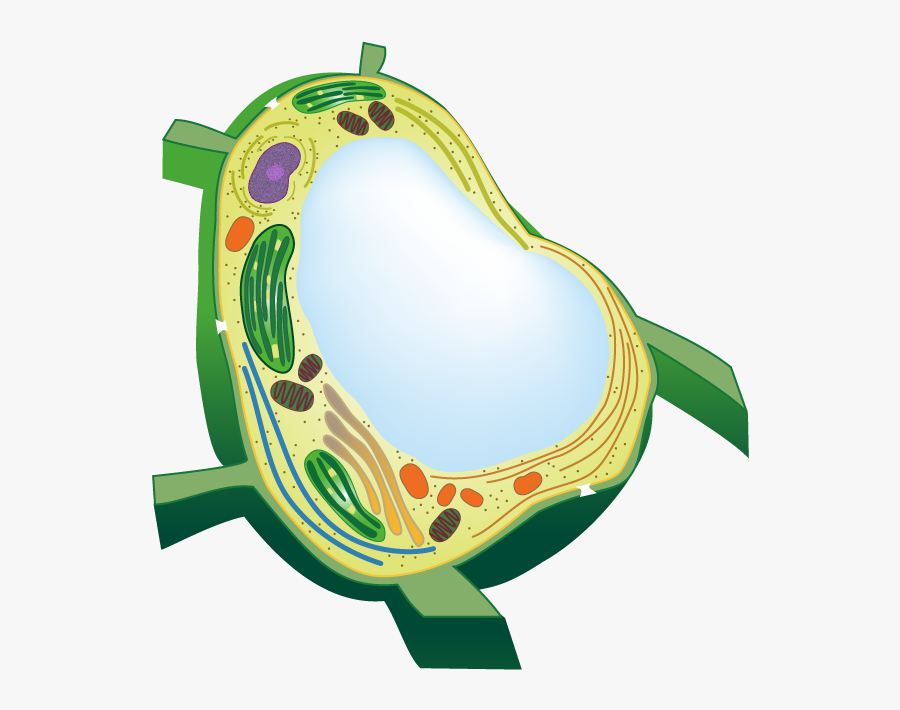 Vacuole Plant Cell, Transparent Clipart