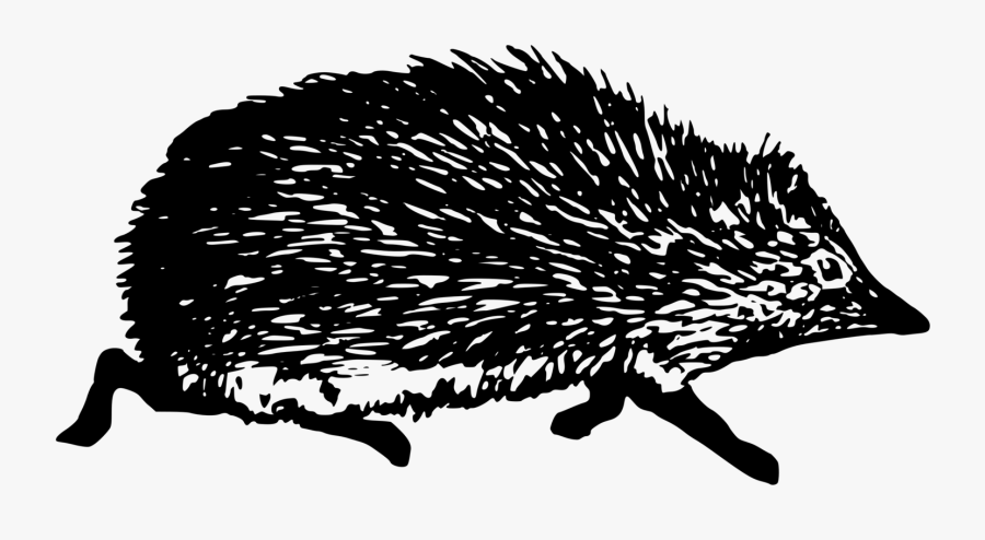 Black And White Hedgehog Clipart Png, Transparent Clipart