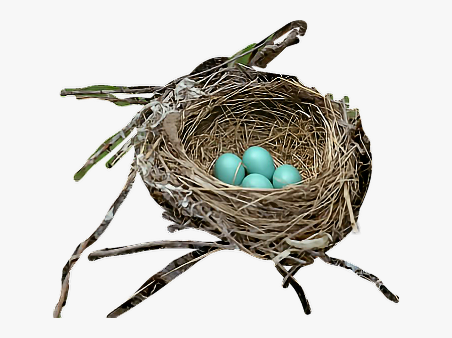 Transparent Nest With Eggs Clipart - Nest, Transparent Clipart