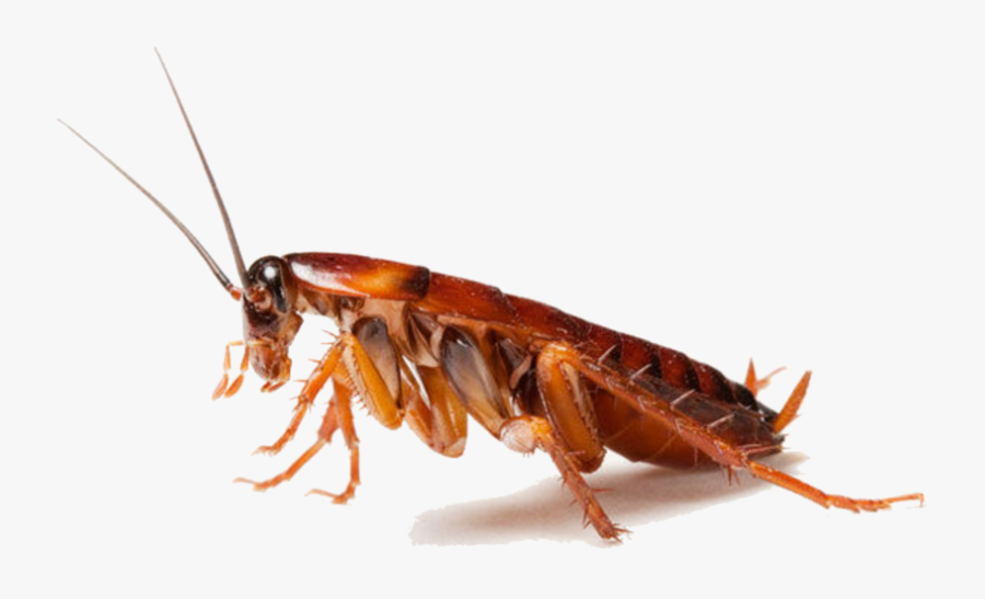 Cockroach Adaptations, Transparent Clipart