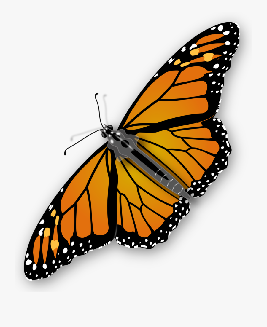 Monarch Butterfly - Transparent Background Butterfly Gif, Transparent Clipart