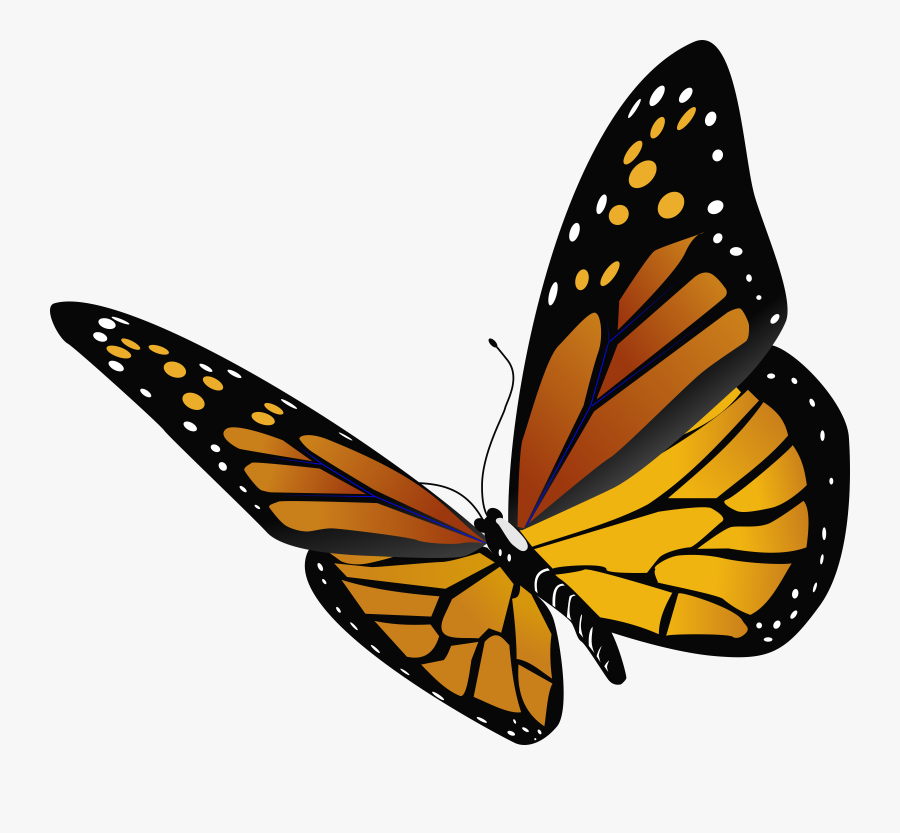 Transparent Close Clipart - Draw A Realistic Butterfly, Transparent Clipart