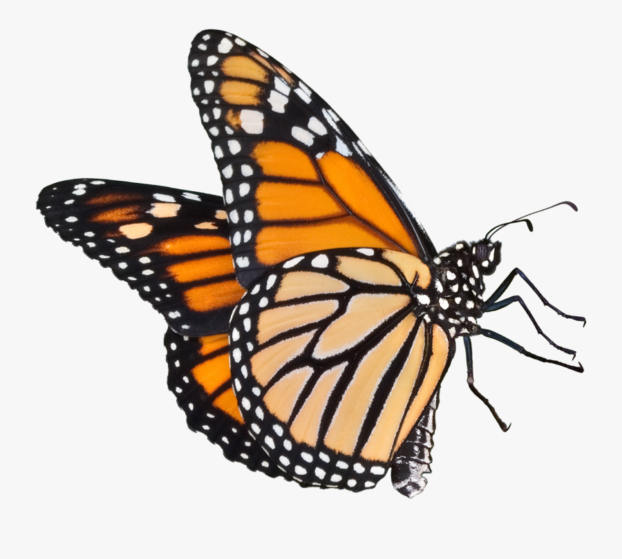 Monarch Butterfly Clipart Real Butterfly - Monarch Butterfly No Background, Transparent Clipart