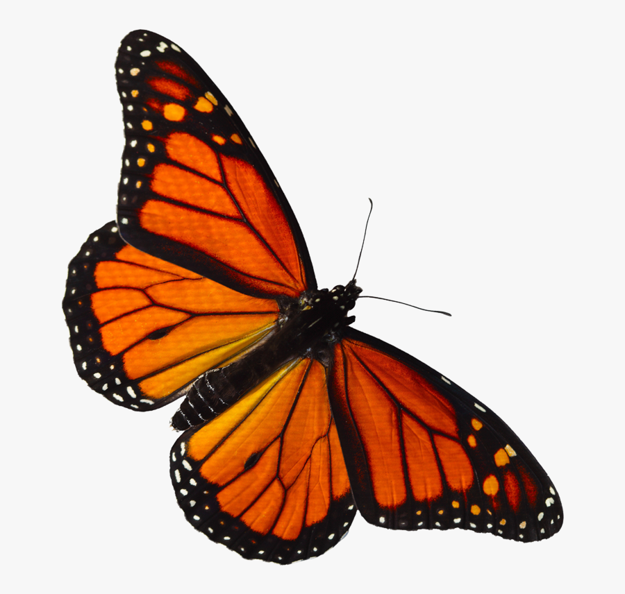 Clip Art Monarch Butterfly Logo - Red And Orange Butterfly, Transparent Clipart