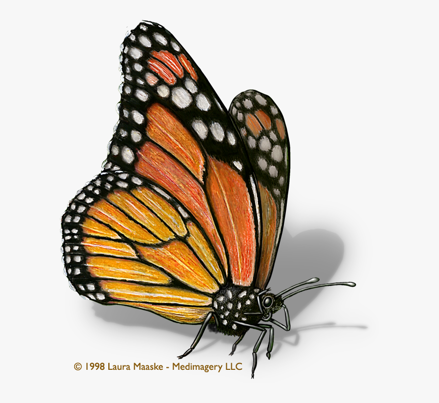 Monarch Butterfly Clipart Illustrated - Illustration Of A Butterfly, Transparent Clipart