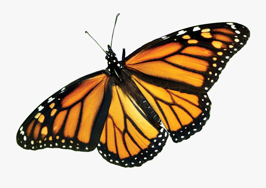 Monarch Butterfly Clipart Pdf - Life Cycle Of Butterfly Egg, Transparent Clipart