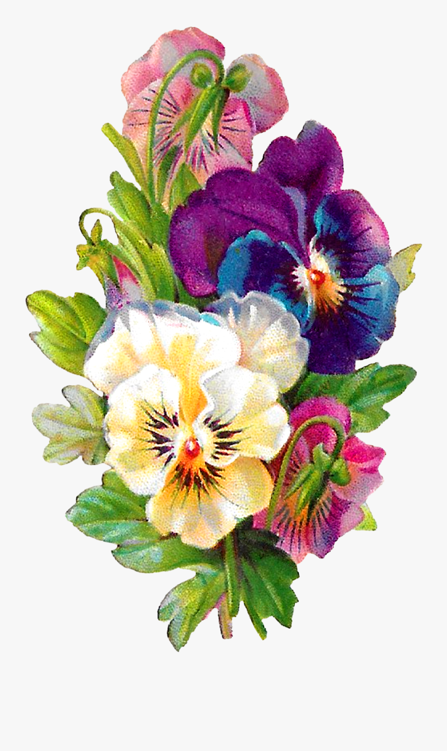 Pansy Flower On Transparent Background, Transparent Clipart