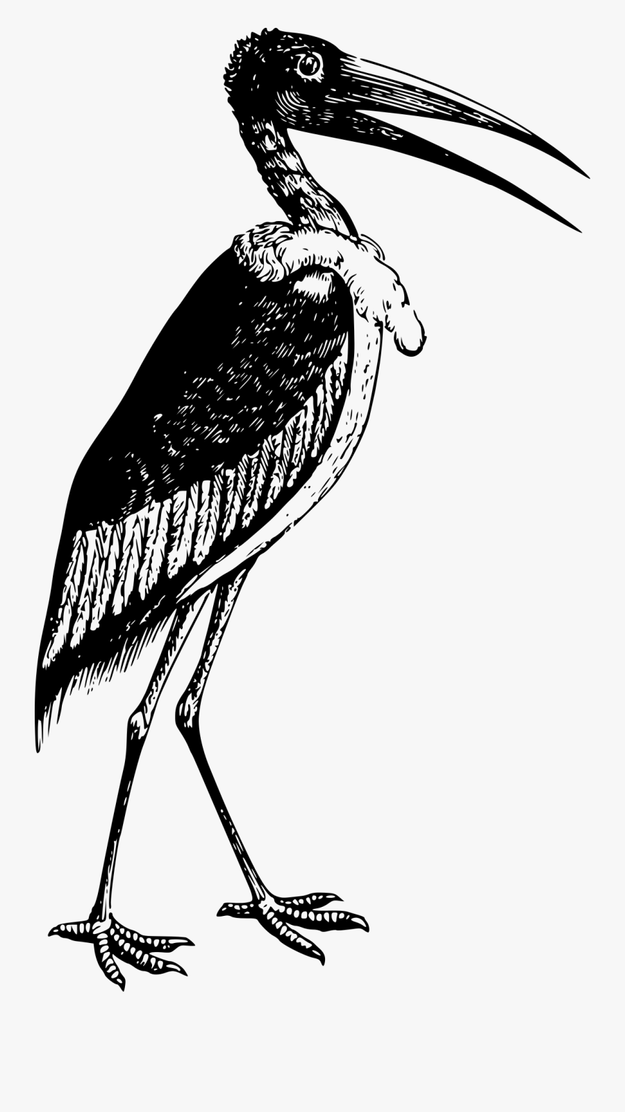 Bird - Gambar Burung Bangau Animasi, Transparent Clipart