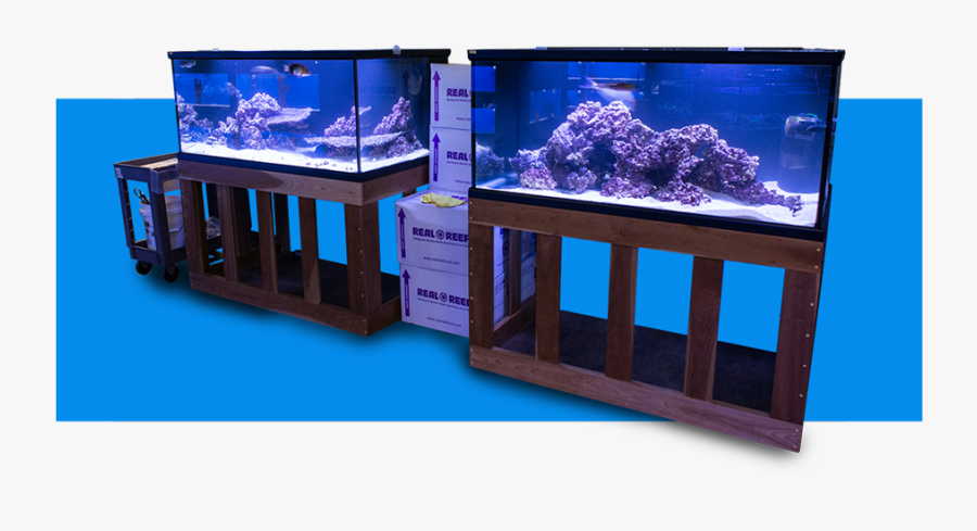 Clip Art Service Aquatica Over Years - Aquarium, Transparent Clipart