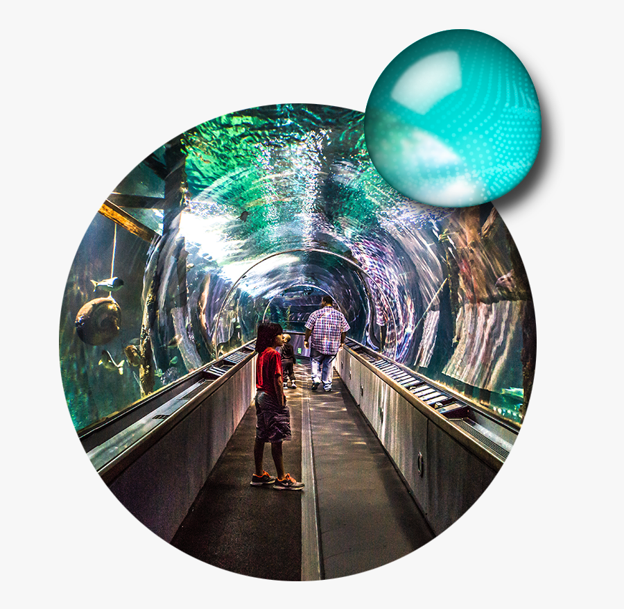 Aquarium Of The Bay - Tunnel, Transparent Clipart