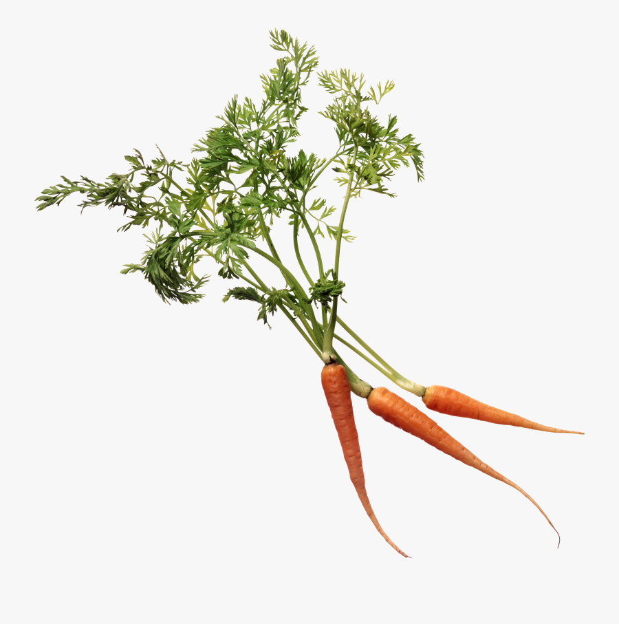 Grab And Download Carrot Png Picture - Carrot Leaves Png, Transparent Clipart