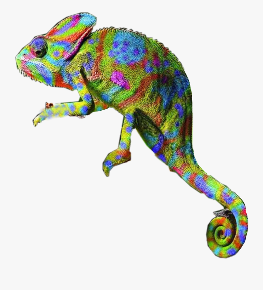 #chameleon #rainbow #beautiful #freetoedit - Cool Photos Of Chameleons, Transparent Clipart
