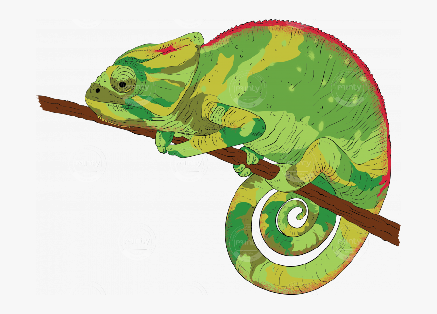 Clip Art Chameleon Illustration - Chameleon Illustration Png, Transparent Clipart