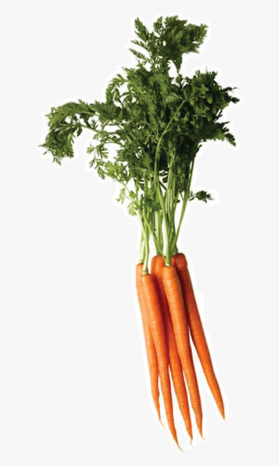 Carrot Png Image - Carrot Png Top, Transparent Clipart