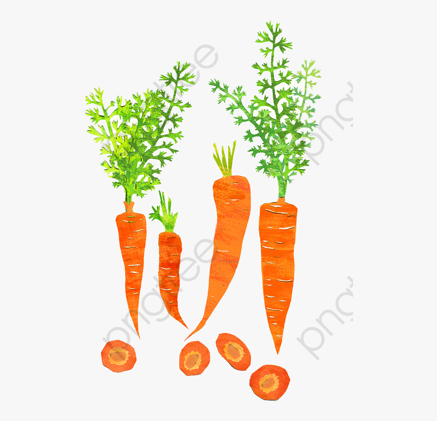 Drawing Carrot Shading Material, Small Fresh, Hand - Carrot, Transparent Clipart