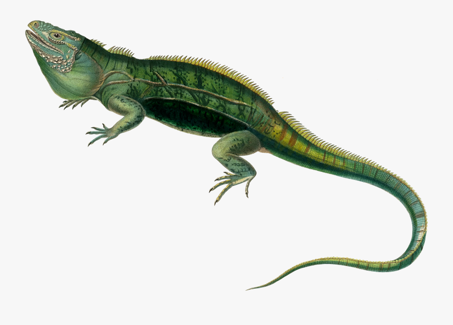 Iguanidae,reptile,dragon Lizard - Iguana Png, Transparent Clipart