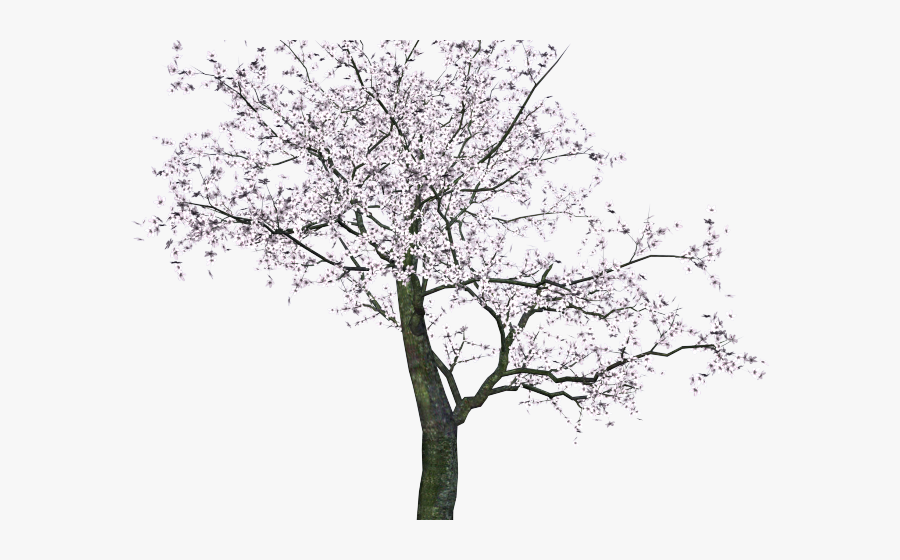 Cherry Tree Clipart George Washington - Japanese Tree Png, Transparent Clipart