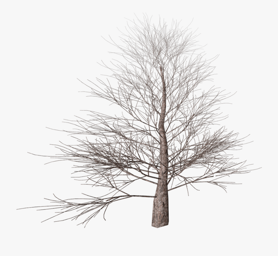 Winter Tree Winter Tree Transparent Background Free Transparent Clipart Clipartkey