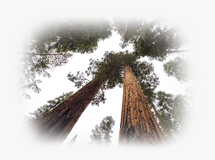 Transparent Redwood Tree Clipart - Malas Comparaciones, Transparent Clipart