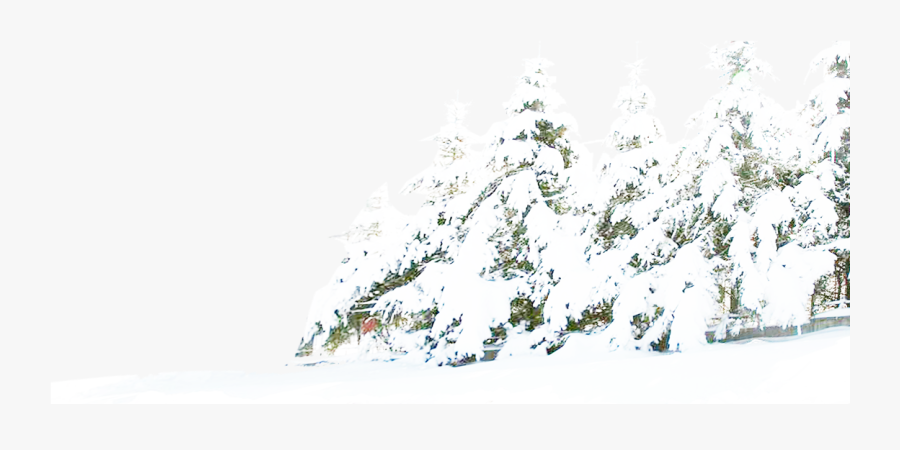 Tree Winter Pine Snow Free Download Png Hd Clipart - Transparent Background Winter Snow Snow Png, Transparent Clipart