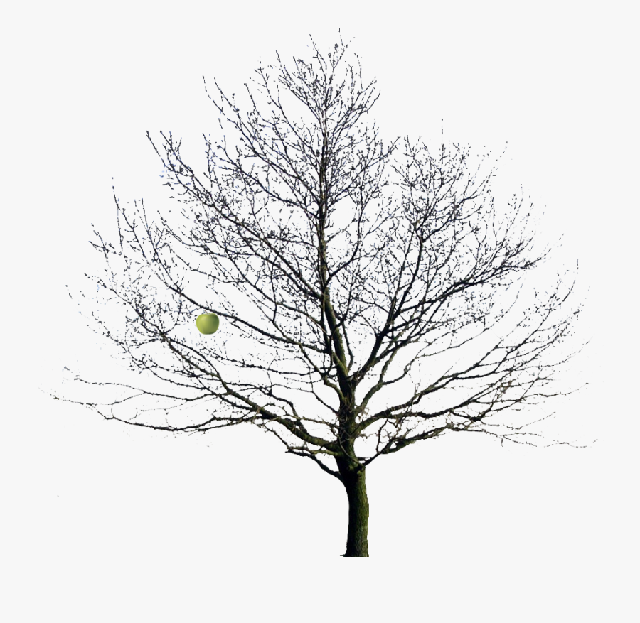 Apple Tree Clipart Winter - Mind Body Spirit Environment, Transparent Clipart