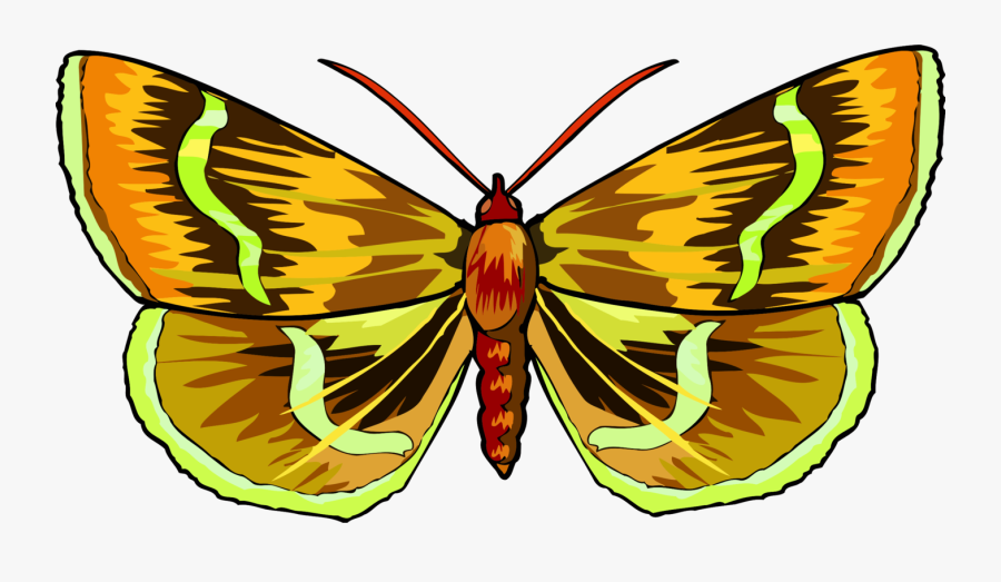 Butterfly,symmetry,moth - Brush-footed Butterfly, Transparent Clipart