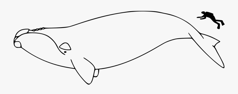 North Atlantic Right Whale Outline, Transparent Clipart