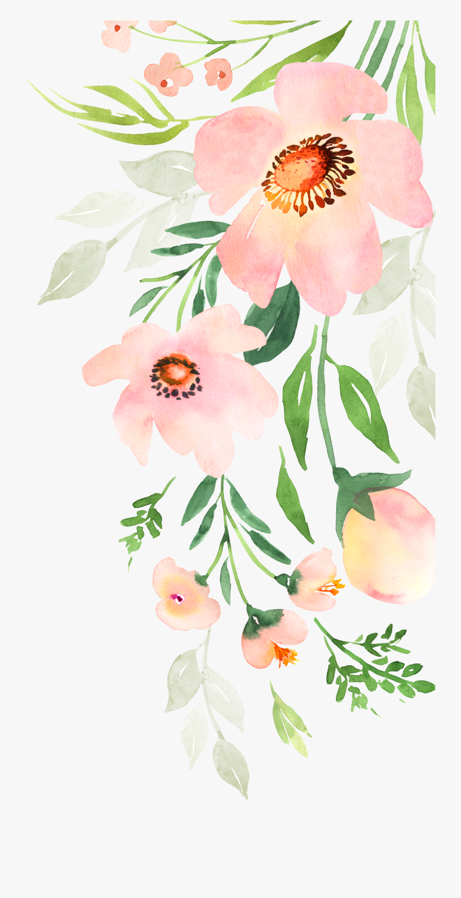 Rosa Rubiginosa, Transparent Clipart