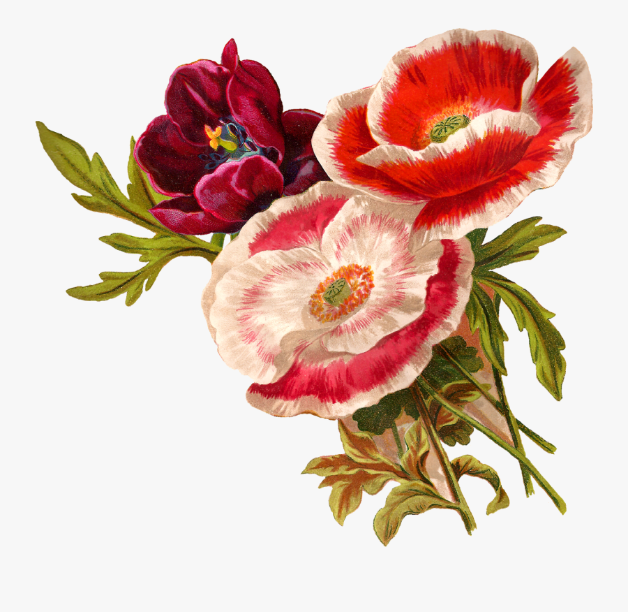 Botanical Flower Illustration Png, Transparent Clipart