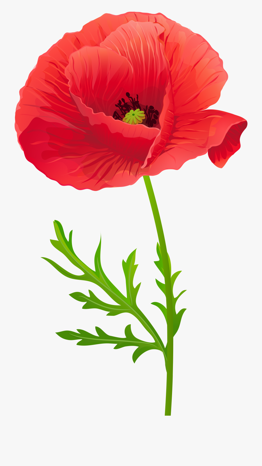 Free Free Poppy Flower Svg Free 866 SVG PNG EPS DXF File