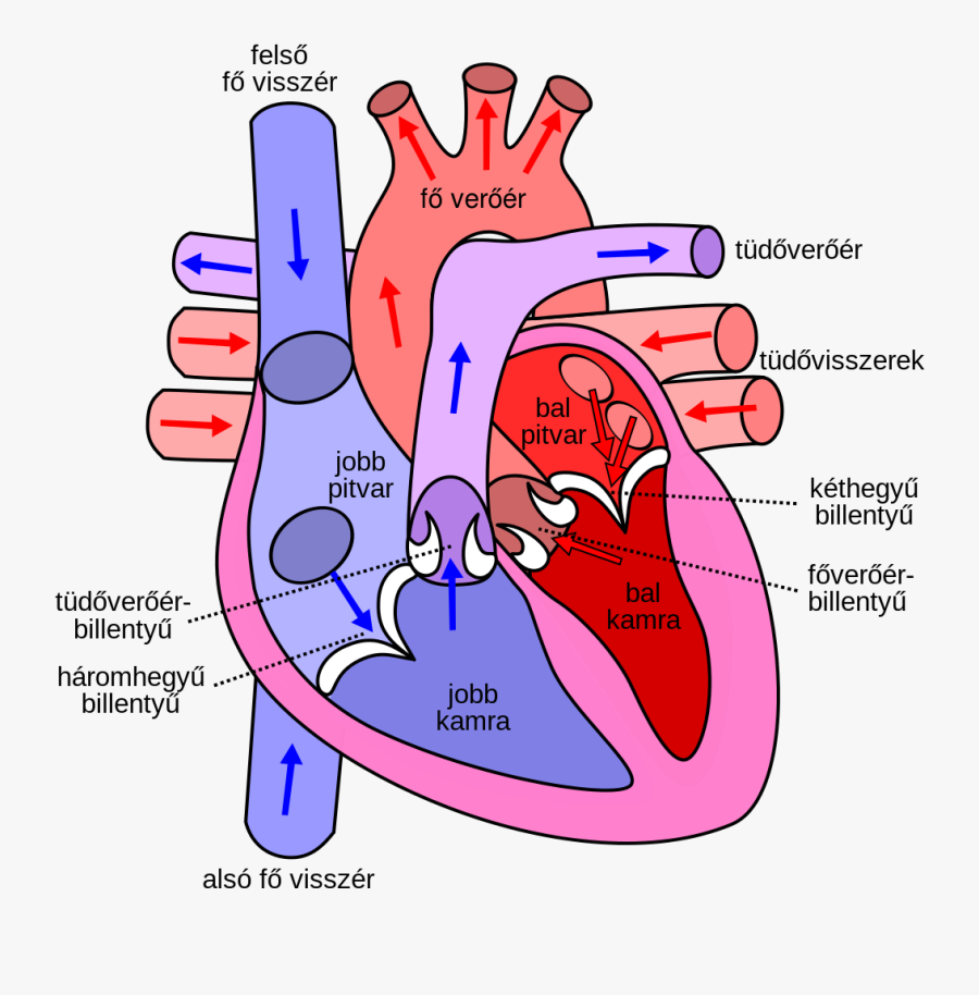 Side Of The Heart Pumps Blood, Transparent Clipart