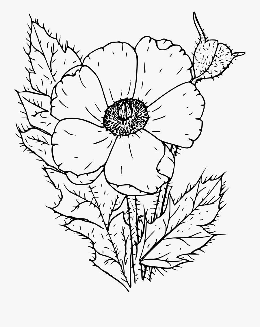 Prickly Poppy - Poppy Flower Clip Art Black And White, Transparent Clipart