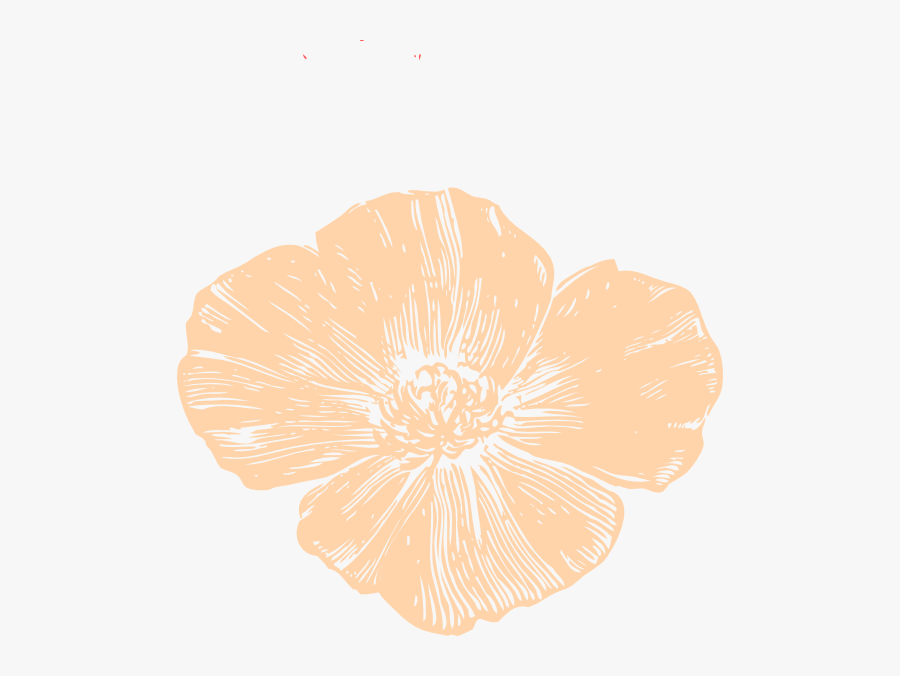 Beige Poppy Svg Clip Arts - California Golden Poppy Drawing, Transparent Clipart