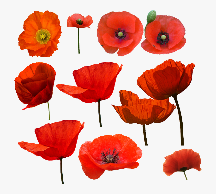 Clip Art Pin By Angela Hartman - Flower Drawings Poppy Png, Transparent Clipart