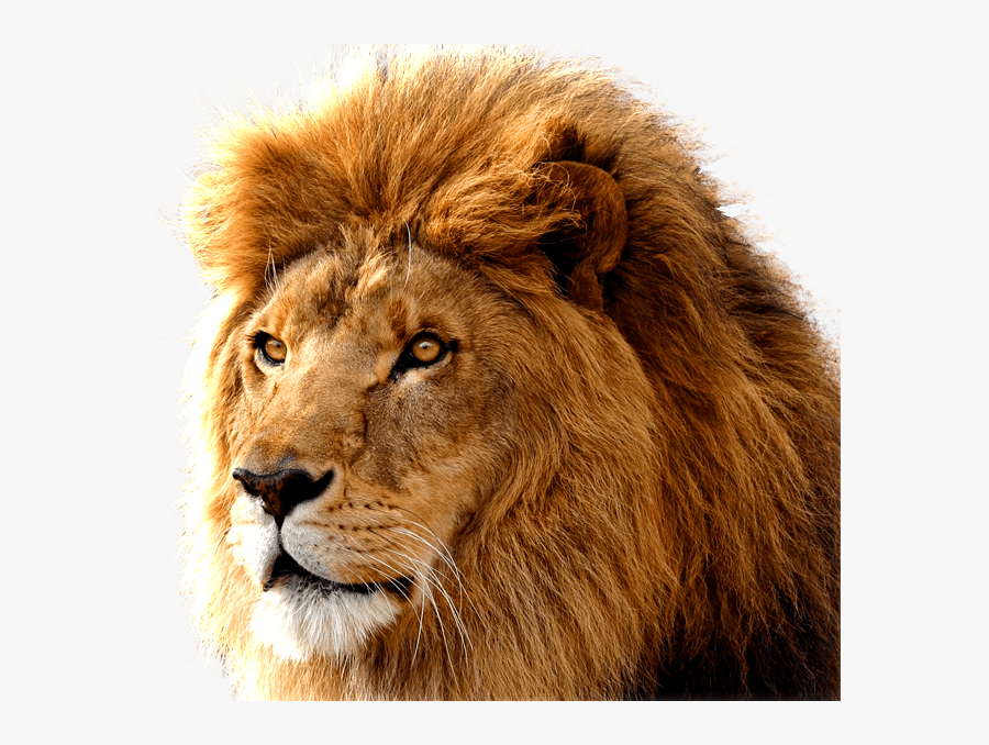 Lion Face Png - Lion Head Transparent Background , Free Transparent