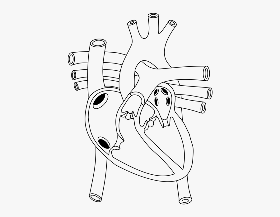 Shoe,line Art,angle - Diagram Of Heart In Human Body, Transparent Clipart