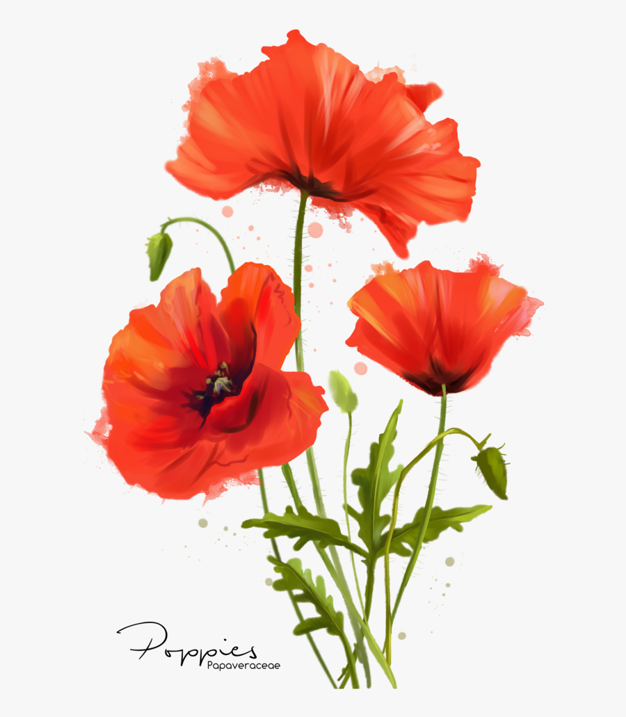 The Warm Glow Of Poppies On Bright - Watercolor Poppy Flower, Transparent Clipart