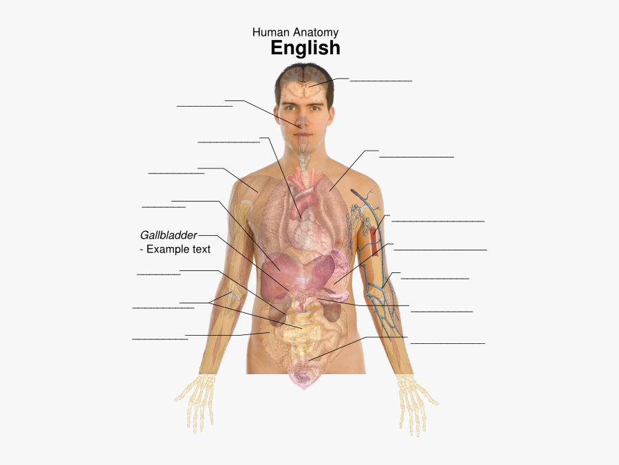 Organs Position In The Body, Transparent Clipart